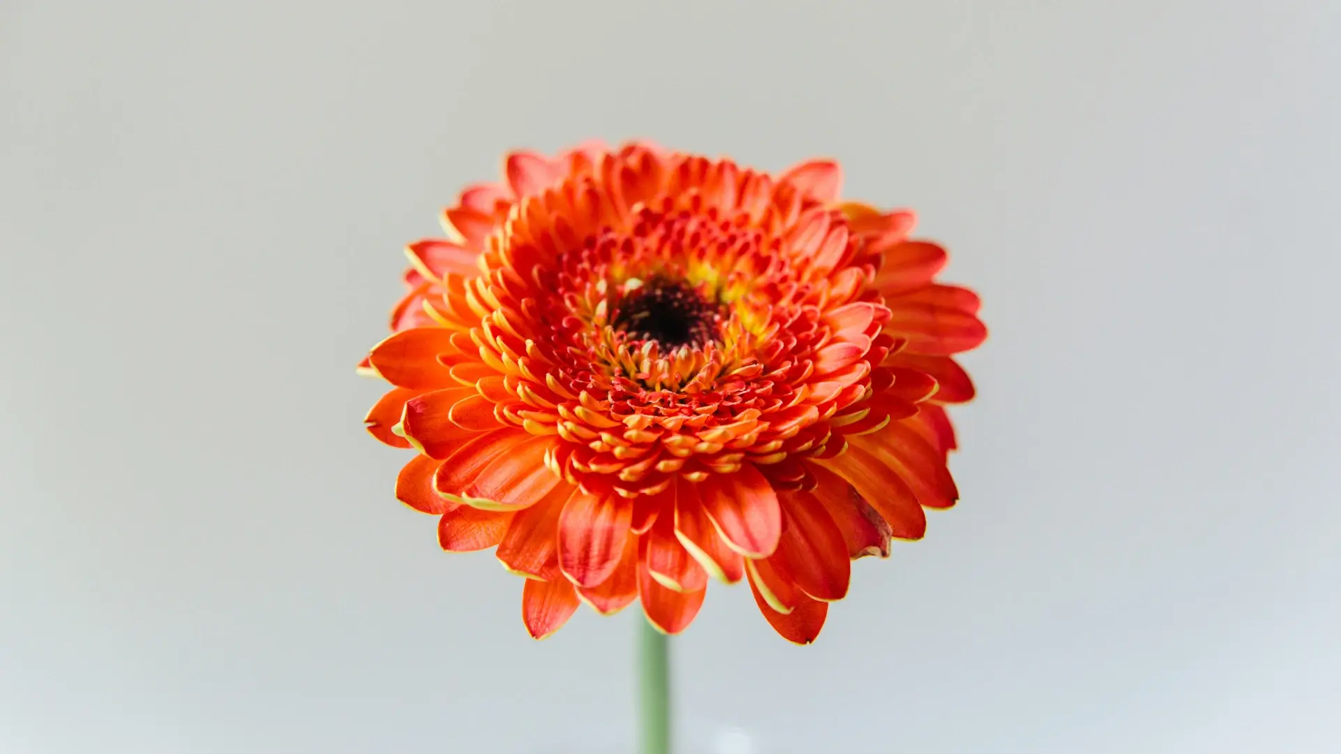 Blooming Orange Daisy